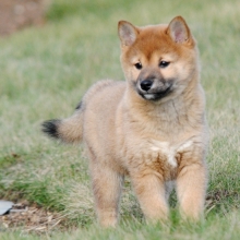 Norma Shiba Inu Puppy