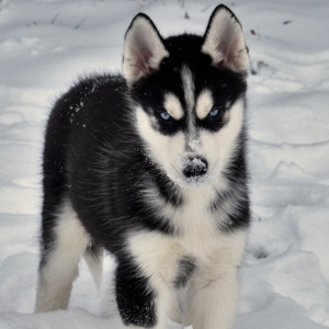 Logan A Black White Male Siberian Husky Puppy 628710 Puppyspot