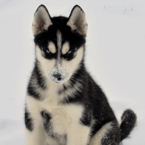 Logan A Black White Male Siberian Husky Puppy 628710 Puppyspot