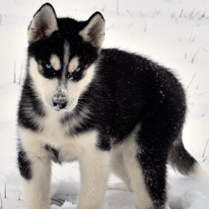 Logan A Black White Male Siberian Husky Puppy 628710 Puppyspot