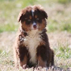 puppyspot australian shepherd