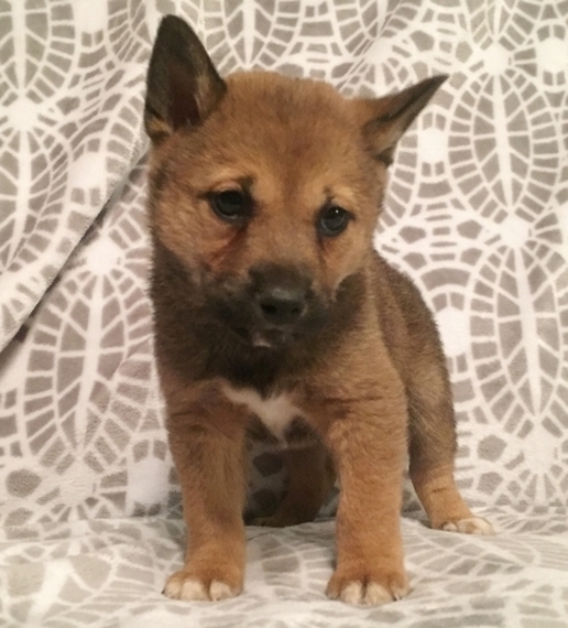 true sesame shiba inu