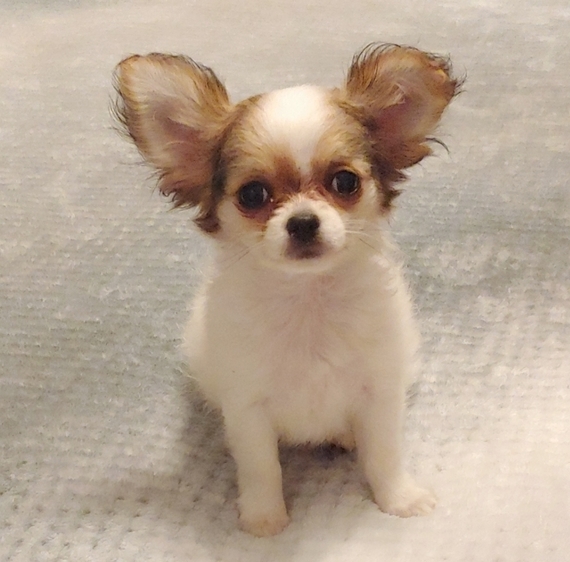 Finn Chihuahua Puppy 630240 Puppyspot