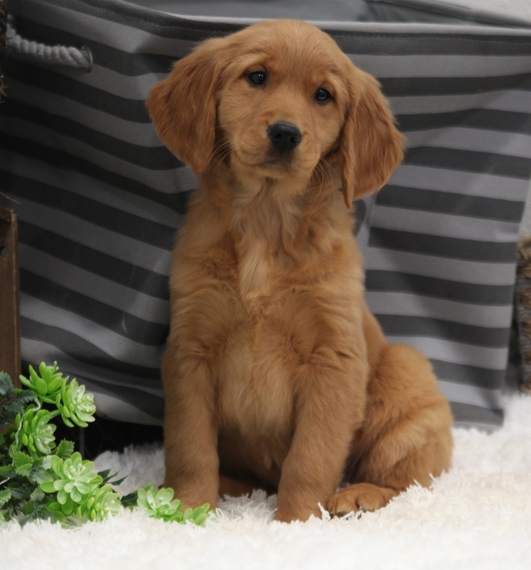 Sandy A Golden Female Golden Retriever Puppy 632410 Puppyspot