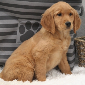 Sandy A Golden Female Golden Retriever Puppy 632410 Puppyspot