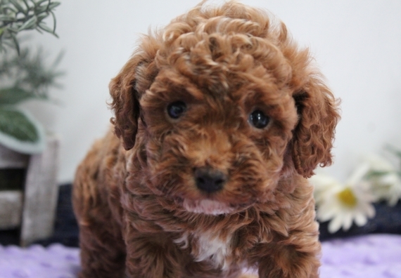 93 fun facts about poodles