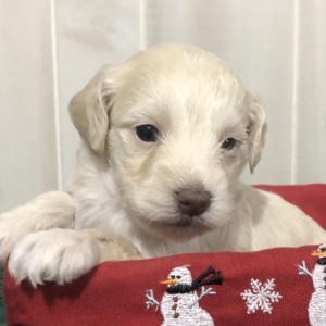 pat labrador puppies