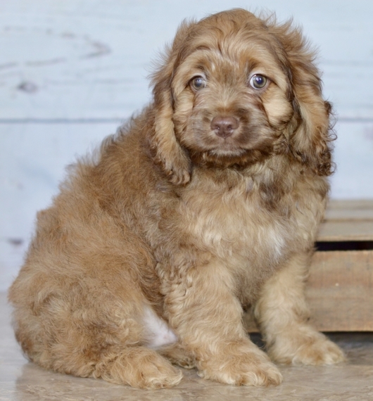 sable cockapoo puppy