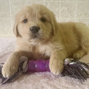 golden retriever pup for you