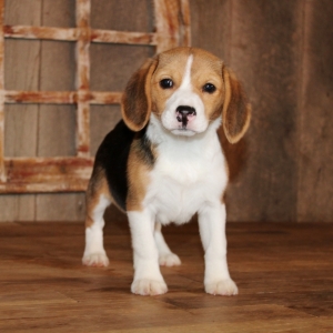 Daisy Beagle Puppy 634340 Puppyspot