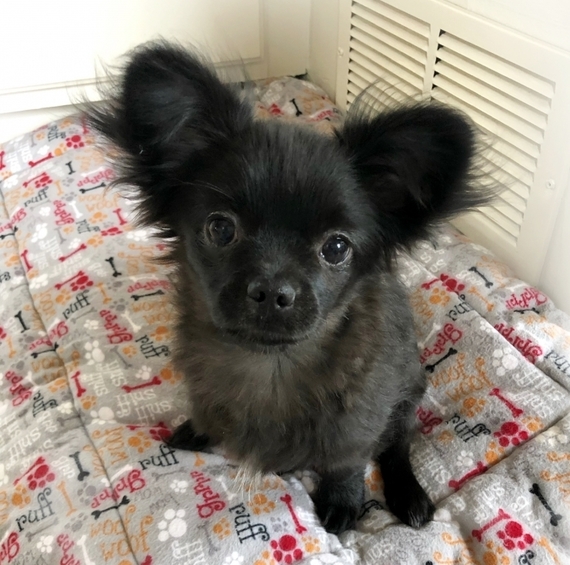 black chihuahua for sale