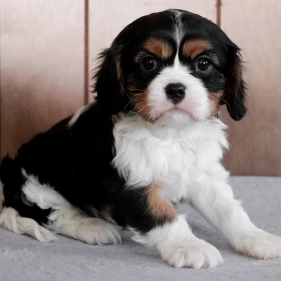 Cody Cavalier King Charles Spaniel Puppy 635420 Puppyspot