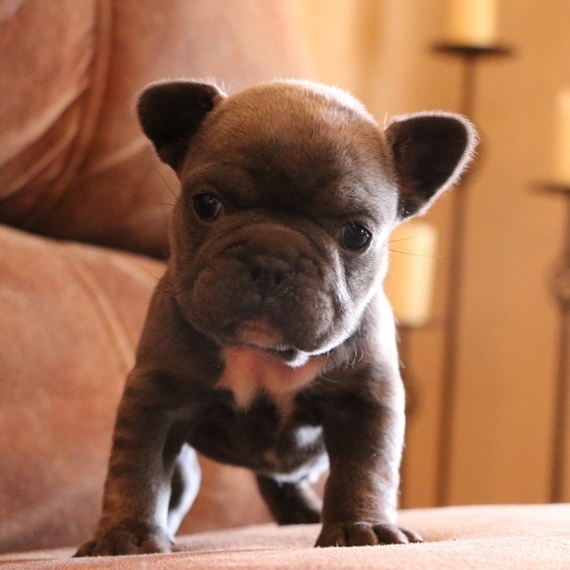 Blu Girl A Blue Female French Bulldog Puppy 635720 Puppyspot Blu Girl A Blue Female French Bulldog Puppy 635720 Puppyspot