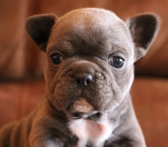 Blu Girl A Blue Female French Bulldog Puppy 635720 Puppyspot Blu Girl A Blue Female French Bulldog Puppy 635720 Puppyspot