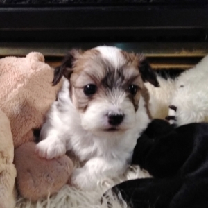 papitese for sale near me