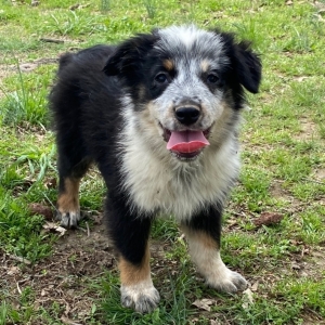 puppyspot australian shepherd