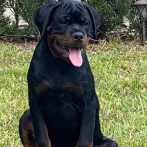 puppyspot rottweiler