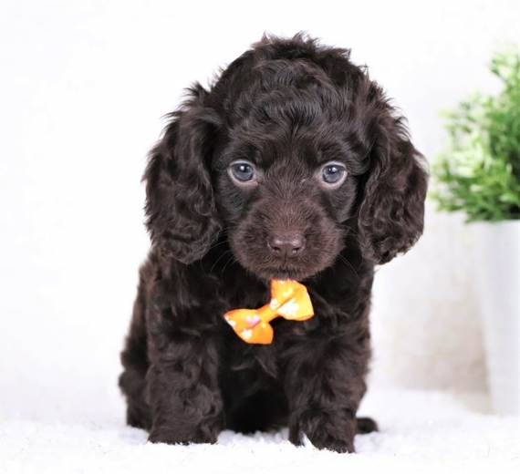 cockapoo vaccinations