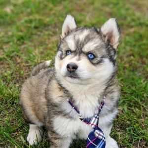 husky forever puppy