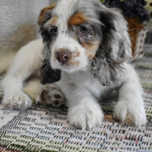 miniature american cocker spaniel