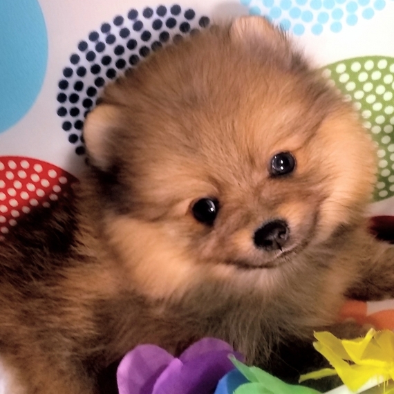orange sable pomeranian puppies for sale