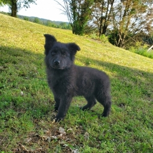 Sheba German Shepherd Dog Puppy 642220 Puppyspot