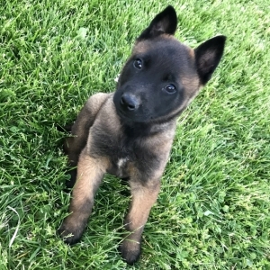 belgian malinois baby puppy