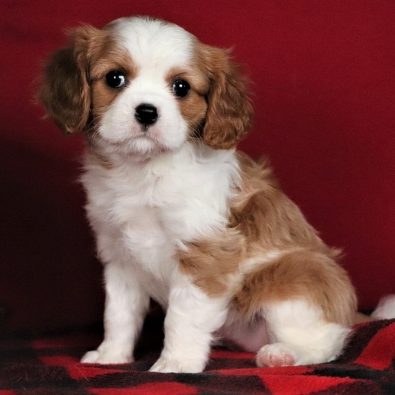 Dixie Cavalier King Charles Spaniel Puppy 642450 PuppySpot