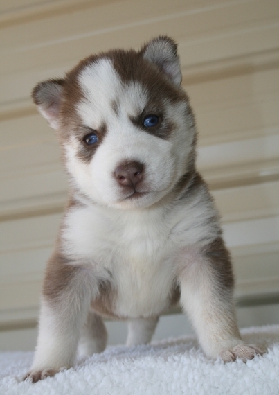 puppyspot husky