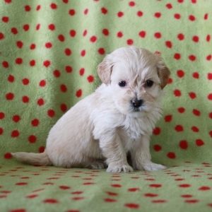 Timothy Maltipoo Puppy 643170 Puppyspot Timothy Maltipoo Puppy 643170 Puppyspot