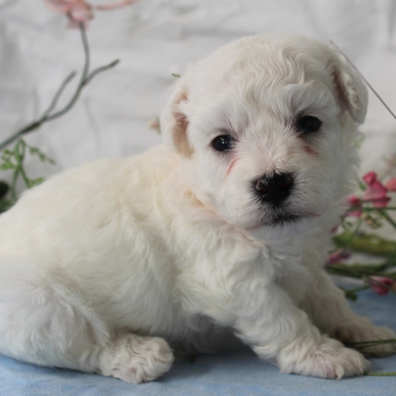 bichon puppy love