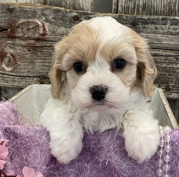 Ireland Cavachon Puppy 643890 PuppySpot