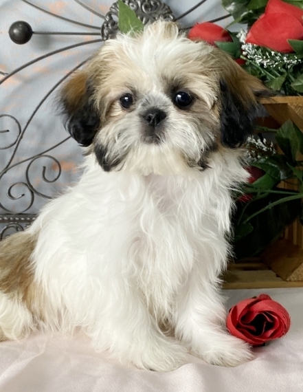 female shih tzu puppies for sale