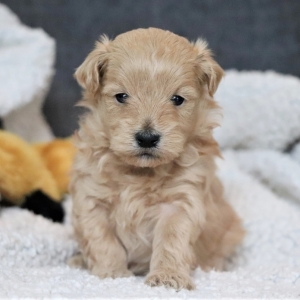 maltipoo terrier mix