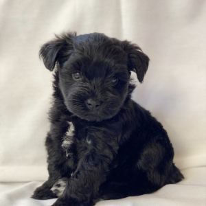 giant schnauzer puppy