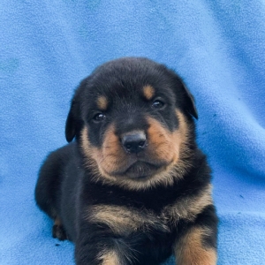 puppyspot rottweiler