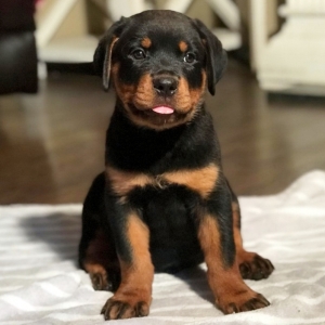 puppyspot rottweiler