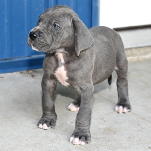 Bull Dane Puppies 2025