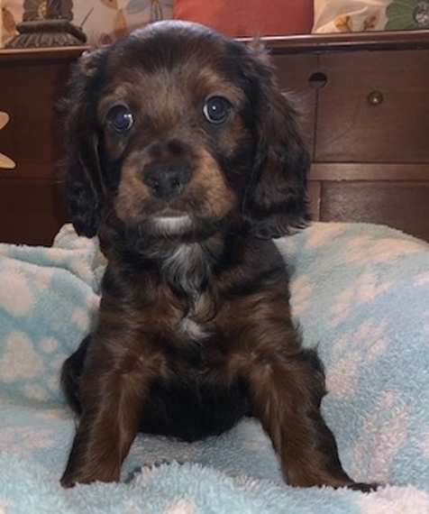 sable cockapoo puppy