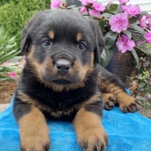 puppyspot rottweiler