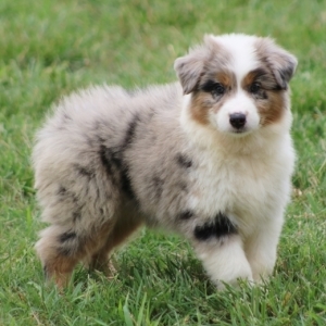 australian shepherd puppy find