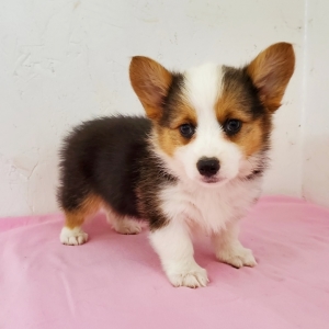Katie A Black Tan White Female Pembroke Welsh Corgi Puppy 649230 Puppyspot