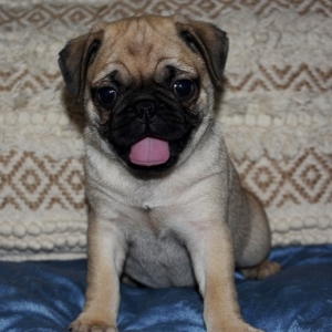 Clara Pug Puppy 649750 Puppyspot