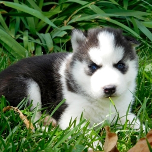 Leo A Black White Male Siberian Husky Puppy 649890 Puppyspot