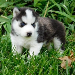 Leo A Black White Male Siberian Husky Puppy 649890 Puppyspot
