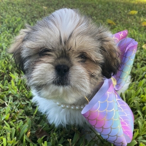 princess shih tzu price