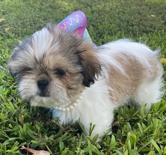 Princess Shih Tzu Puppy 650990 PuppySpot