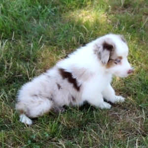 puppyspot australian shepherd