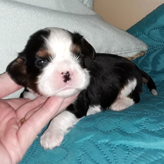 king george cavalier puppies