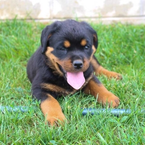 puppyspot rottweiler